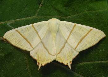 Nachtschwalben-schwanz (Ourapteryx sambucaria) - © Heinz Habeler